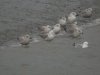 Caspian Gull at Hole Haven Creek (Steve Arlow) (148423 bytes)